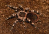 L’Acanthoscurria geniculata 1460 0 Acanthoscurria geniculata_ok